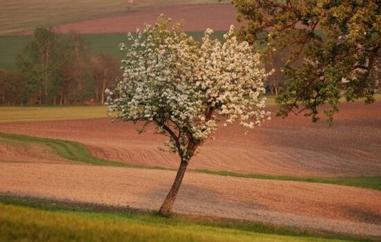 Blühender Obstbaum auf einem Feld